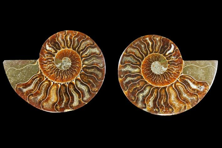 Agatized Ammonite Fossil - Madagascar #139725